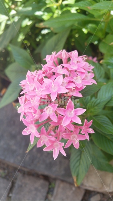 꽃,분홍색,식물,봄,plant,flower,blossom