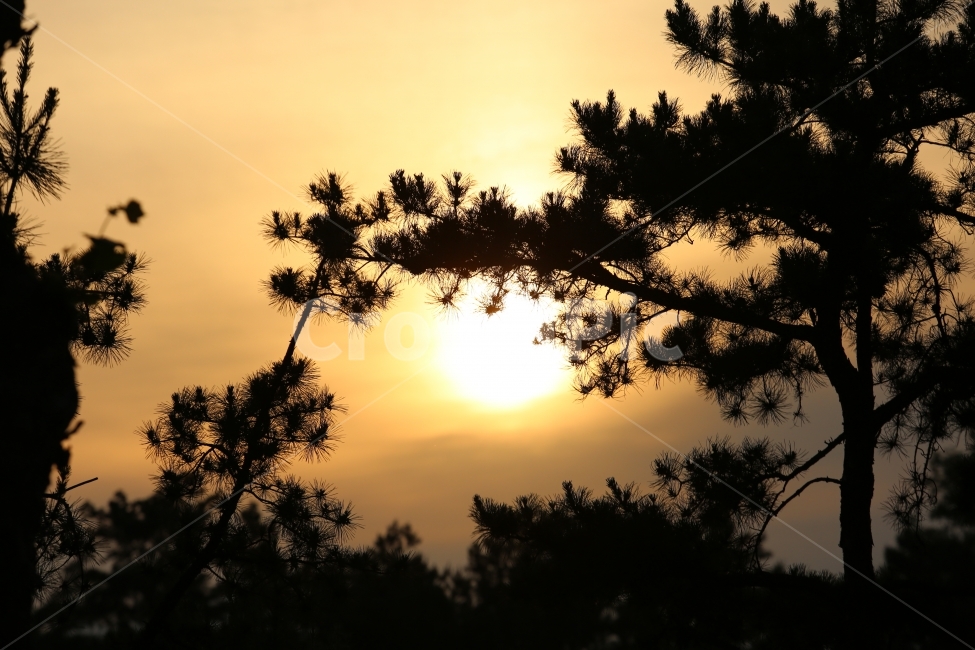 황혼,노을,소나무,태양,석양,자연,풍경,nature,landscape,식물,plants,나무,trees,wood,실루엣,그림자,silhouette,shadow,sunlight,햇빛,light,빛,flare,플레어,outdoors,옥외,dusk,red sky,붉은 하늘,sky,하늘,sunset,일몰,dawn,새벽