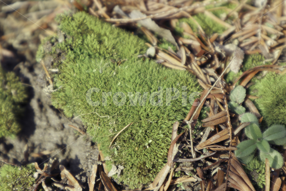 이끼,plant,식물,초록색,나뭇잎