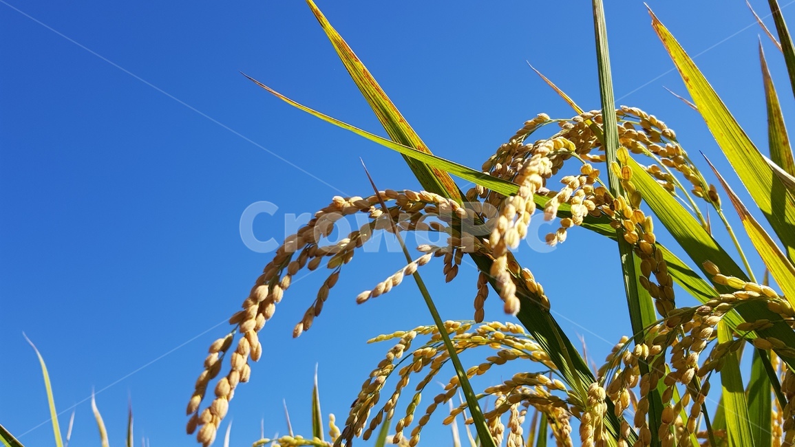 추수,벼,농사,농작물,자연,풍경,풀,빛,농장,farm,쌀,rice,농부,초록,파랑,시골
