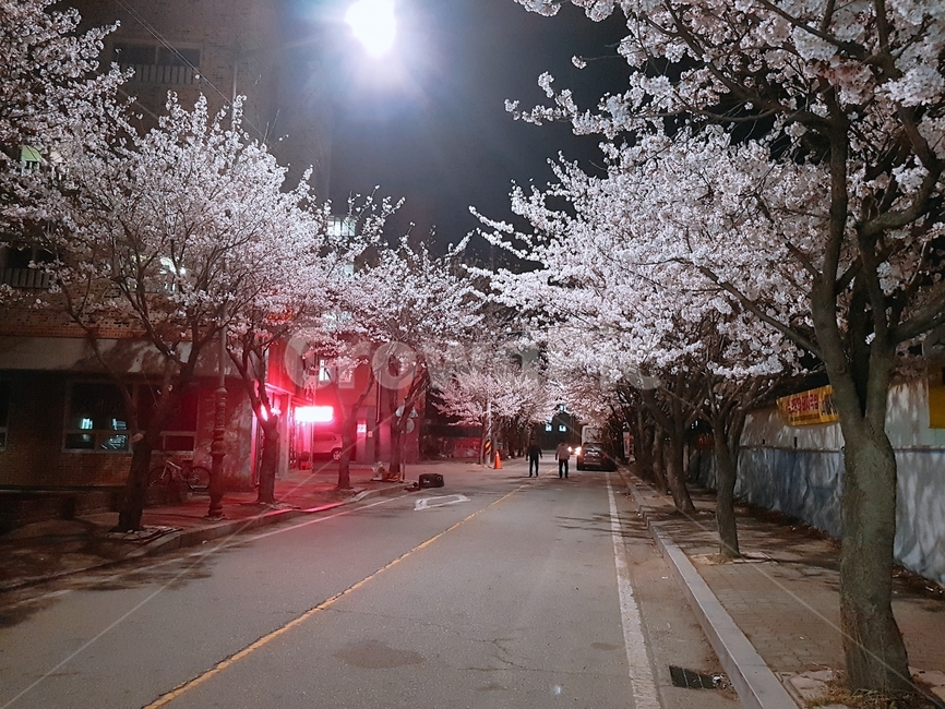 벛꽃나무,벚꽃축제,야경,벚꽃,벚꽃야경,봄,계절,spring,season,야경,밤,풍경,nightscape,night,landscape,plant,식물,blossom,꽃,flower
