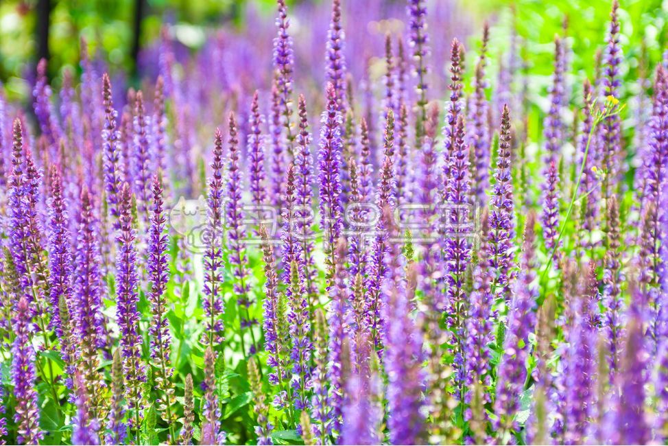 라벤더,꽃,정원,보라,꽃밭,아웃포커스,실외,보라색,식물,자연,공원,계절,클로즈업,봄