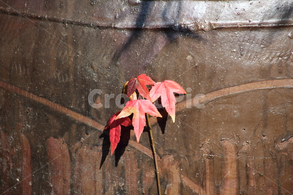 단풍,단풍나무,엽록소,가을,redleaves,가을,계절,fall,autumn,season,leaf,잎,plant,식물,tree,나무