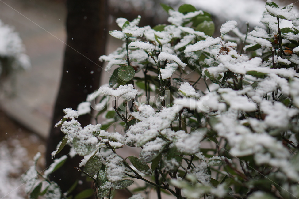 눈,폭설,snow,nature,outdoors,옥외,winter,storm,눈보라,겨울,계절,winter,season