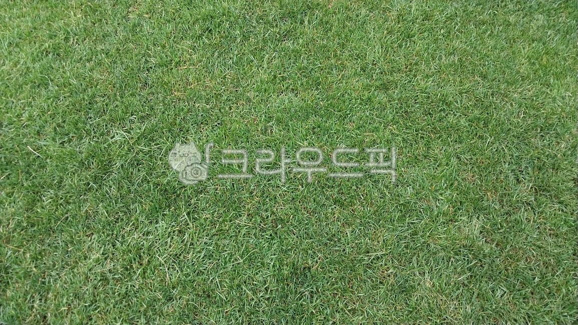 잔디, grass, field, 잔디밭, lawn, 사진,이미지,일러스트,캘리그라피 - 오작교작가
