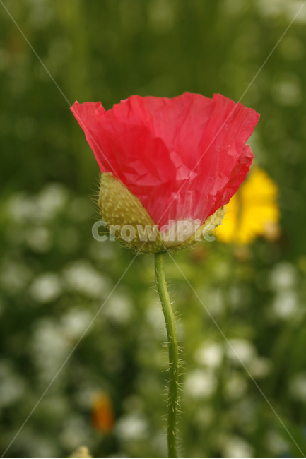 양귀비,개양귀비,식물,flower,plants,nature,꽃,꽃봉오리,꽃밭,식물,자연,plants,nature,꽃,flower