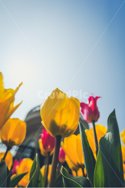 튤립,꽃,빛,봄,놀이동산,에버랜드,RepublicofKorea,봄,계절,spring,season,식물,자연,plants,nature,꽃,flower,색깔,색상,색채,색감,color sense,color sensitivity,feeling of color,plant