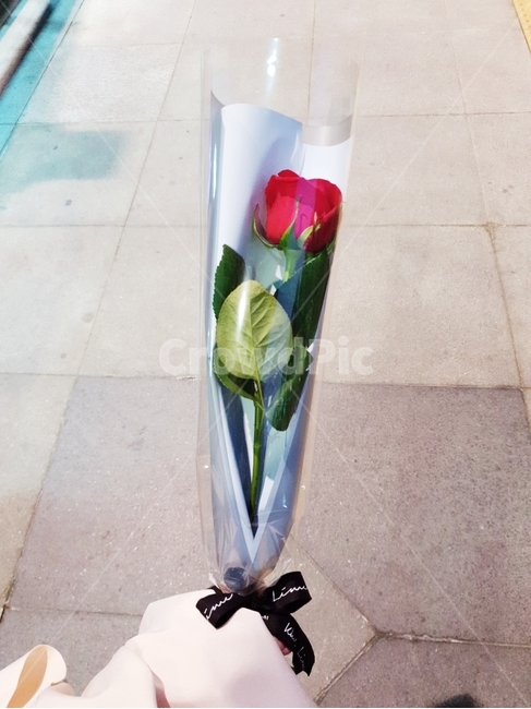 장미꽃,성년의날,꽃,빨강,잎사귀,꽃,flower,기념일,축하,anniversary,congratulation,celebrate,celebration