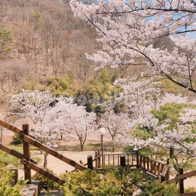 벚꽃,나무,하늘,봄,분홍