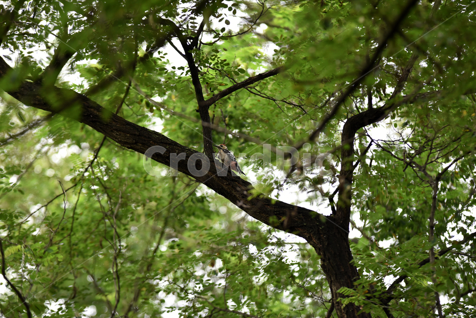 딱다구리,딱다구리새,새,조류,오색딱다구리,woodpecker,숲속,나무,trees,wood,조류,새,birds