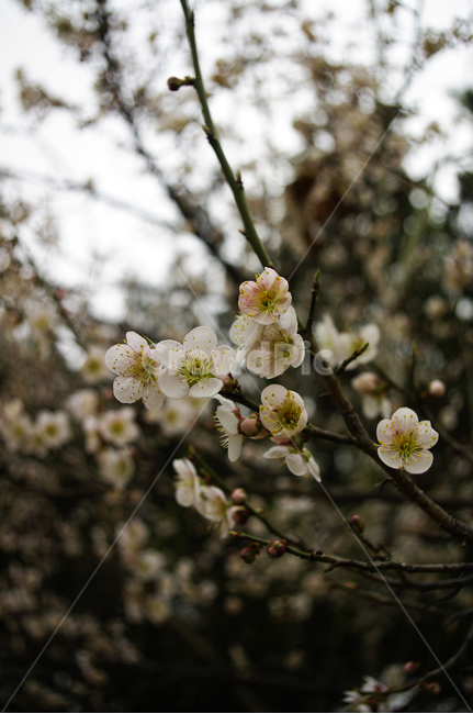 봄,spring,계절,식물,plant,자연,nature,꽃,flower,매화,식물,자연,plants,nature,꽃,flower
