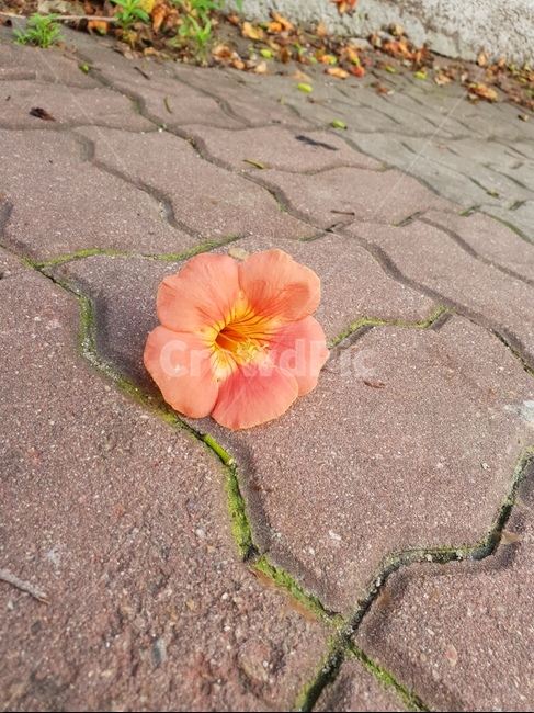 능소화,여름꽃,길가,꽃,바닥,떨어진꽃,flower,ground,꽃,flower