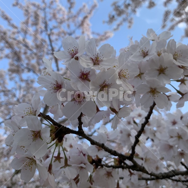 벚꽃,봄,나무,하늘,분홍색꽃