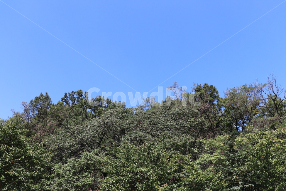 나무,숲,공원,야외,경치,하늘,맑은날씨,푸른하늘,파란하늘,자연,풍경,nature,landscape,나무,trees,wood,tree,plant,식물,fir,전나무