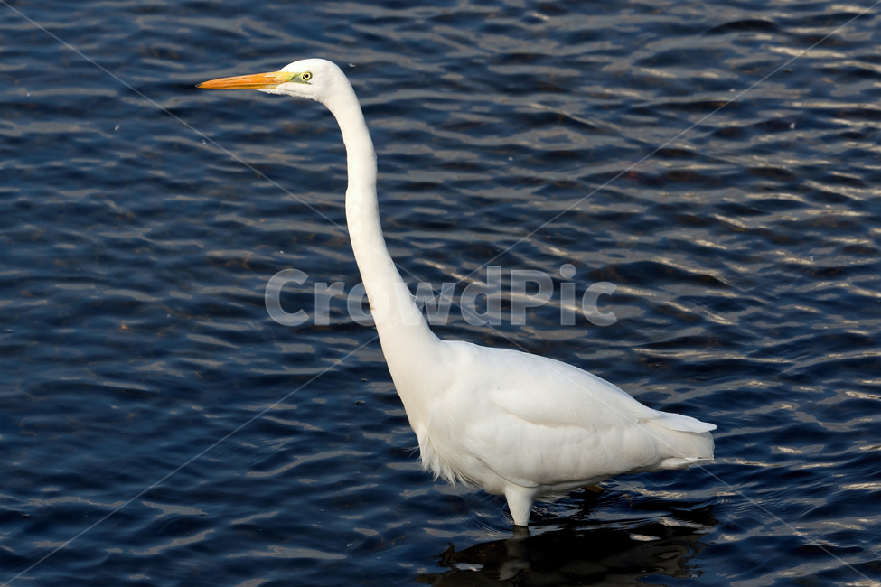 백로,새,조류,야생동물,자연,생태,생태계,whiteheron,egret,bird,animal,동물,animal,조류,새,birds
