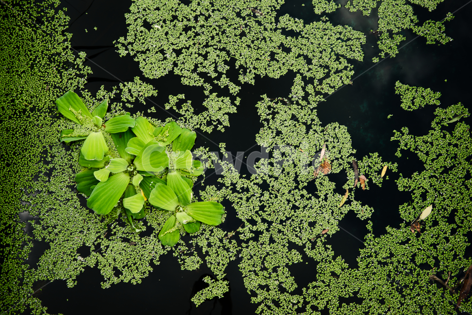 물상추,개구리밥,식물,연못,초록,식물,자연,plants,nature