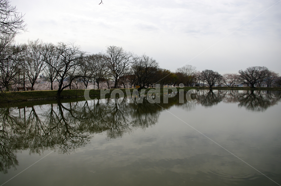 나무,호수,반영,풍경,식물,구름,봄,계절,spring,season,자연,풍경,nature,landscape,한국자연풍경,한국자연경관,korea nature landscape,water,물,outdoors,옥외
