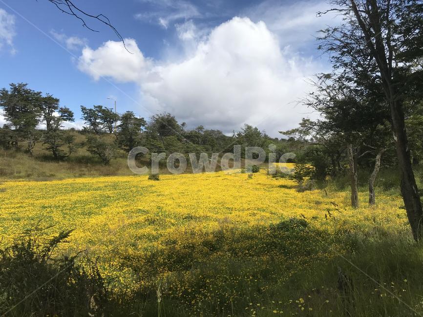 목초지,field,nature,자연,옥외