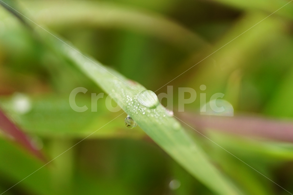 물방울,이슬,풀잎,자연,접사,빛망울,식물,구슬,아침,오전,유리,투명,waterdrop,감성,감성사진,힐링,힐링사진,느낌,분위기,feel,feeling,유리구슬,아침이슬,싱싱한,싱싱하다,싱그러운,싱그럽다,nature,macro,신비,신비한,신비하다,신기한,신기하다,신기,순수,순수하다,맑은,맑다,이파리,스냅,스넵,snap,식물,자연,plants,nature