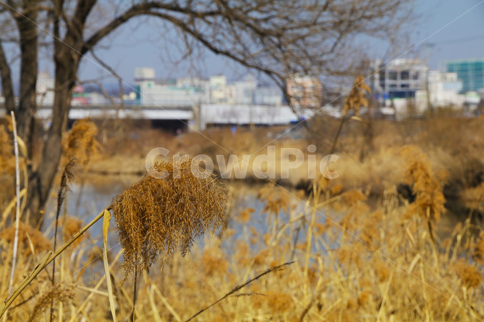 갈대,억새,풀,마른풀,강,하천,식물,자연,plants,nature