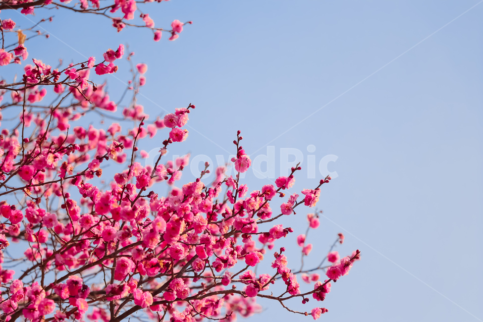 홍매화,벚꽃,식물,꽃,봄,식물,자연,plants,nature,꽃,flower