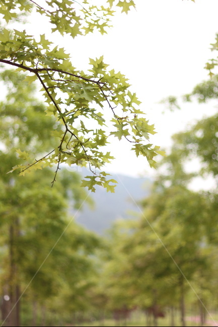 플라타너스,연두,가로수,봄,흐림,식물,자연,plants,nature