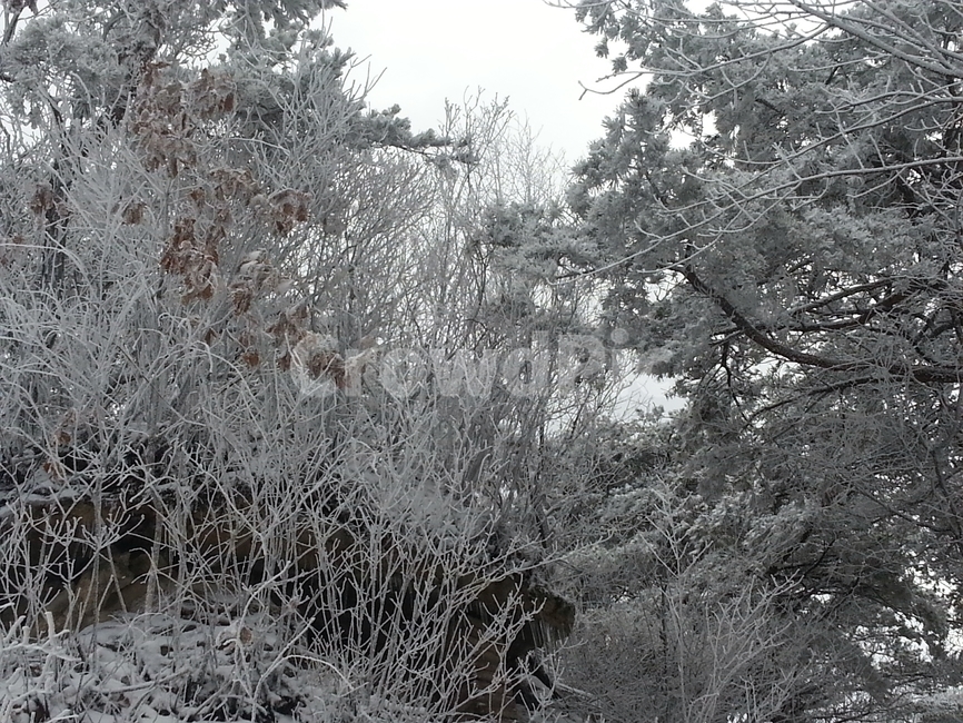 겨울풍경,눈,눈꽃,설경,겨울산,겨울,계절,winter,season,자연,풍경,nature,landscape