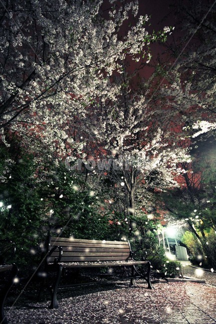 벗꽃,벗꽃야경,고강동가로공원,봄풍경,눈꽃,봄,계절,spring,season,야경,밤,풍경,nightscape,night,landscape,bench,벤치,furniture,가구,plant,식물,tree,나무
