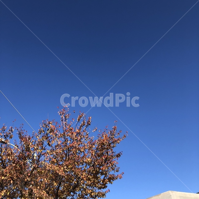 하늘,sky,blue,파랑,파란색,나무,tree,식물,잎,leaf,가을,계절,fall,autumn,season
