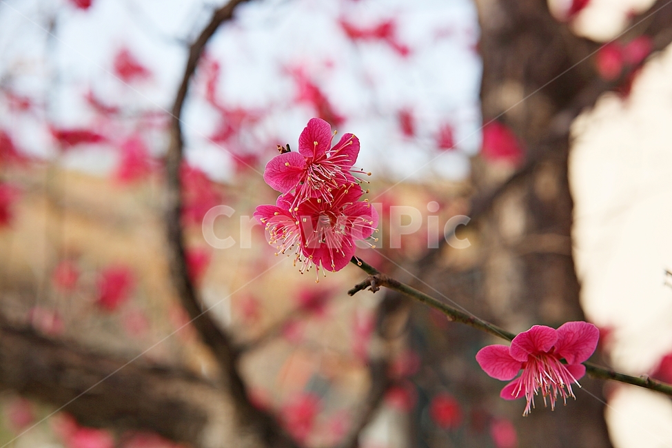 홍매화,매화,매화꽃,봄꽃,꽃,꽃잋,식물,자연,공원,봄,식물,자연,plants,nature,꽃,flower