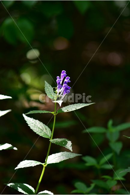 광릉골무꽃,꿀풀과,골무꽃속,야생화,봄,꽃,plant,wild,flower,자연,생태,식생,풀꽃,식물,자연,plants,nature,꽃,flower