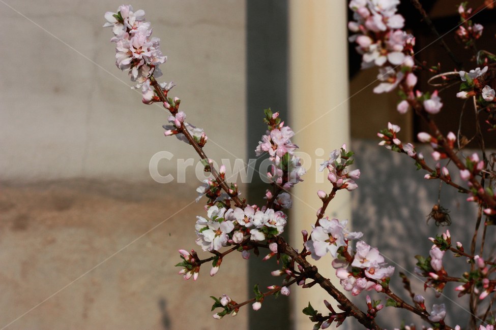 벚꽃,꽃,그림자,감성,여유,적막,봄,계절,spring,season,식물,자연,plants,nature,꽃,flower,plant,blossom,cherry blossom