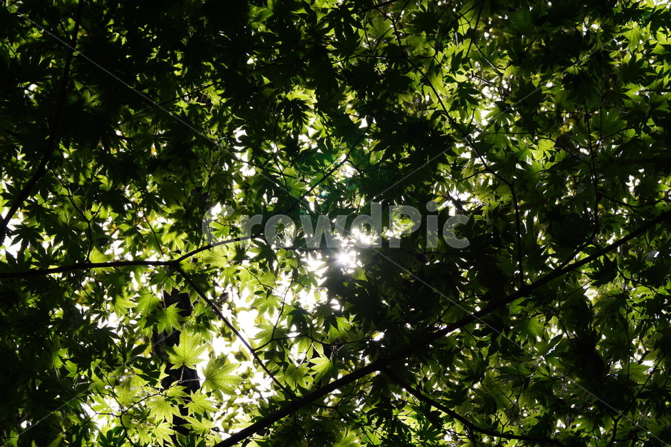 빛,light,leaf,잎,태양