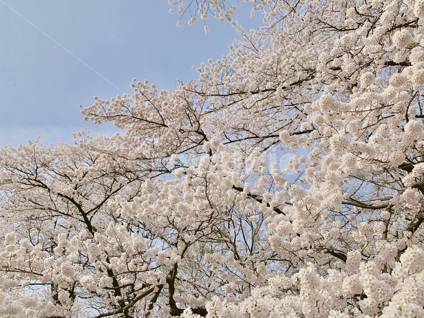 봄,벚꽃,벚꽃축제,풍경,꽃,spring,봄풍경,핑크,나들이,landscape,flower