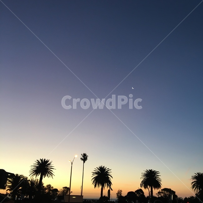 노을,바다,달,야자수,멜버른,호주,melbourne,australia,감성사진,야경,밤,풍경,nightscape,night,landscape,tree,나무,arecaceae,Arecaceae,plant,식물,palm tree,outdoors,옥외,nature,자연