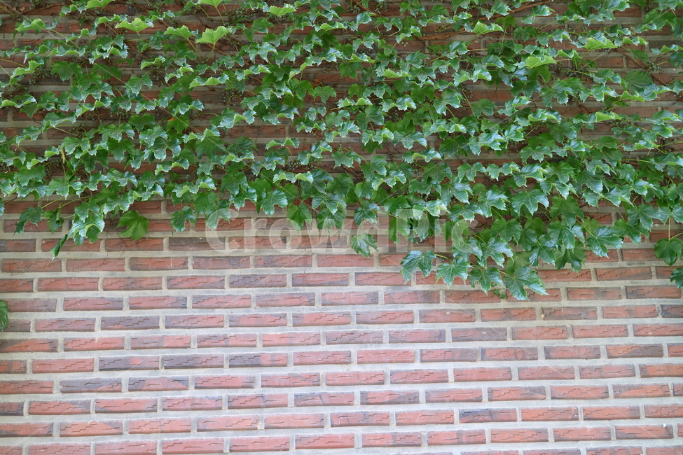 덩쿨,brick,벽돌,wall,벽,갈색,야외,식물,자연,건물