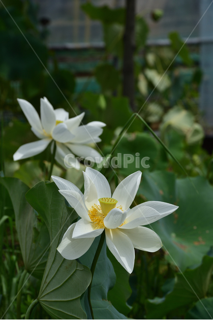 연꽃,연잎,호수,lotus,lotuses,식물,자연,plants,nature,꽃,flower