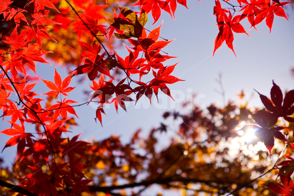 sky,color,colors of fall,autumn foliage road,mountain climbing,Red,path,trail,Maple tree,sight,five colors,autumn,forest road,Maple