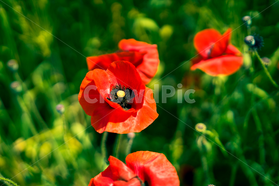 봄,봄꽃,계절,자연,봄내음,봄냄새,봄향기,식물,자연,plants,nature,꽃,flower