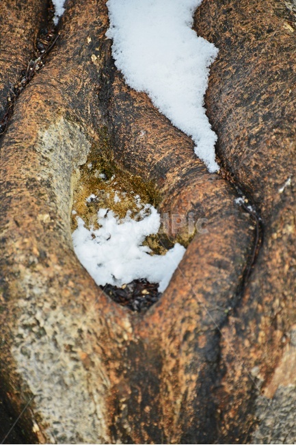 treetrunk,나무줄기,tree,나무,plant,식물,눈,설경,고목,세월,향태,관방제림