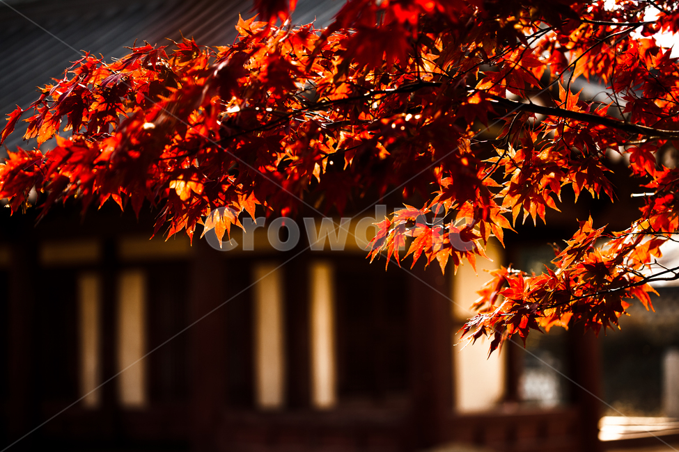 가을,단풍,red,한옥,fall,autumn,고택,가을,계절,fall,autumn,season,한국전통,한국문화,korean traditional,korean culture,leaf,잎,plant,식물,tree,나무