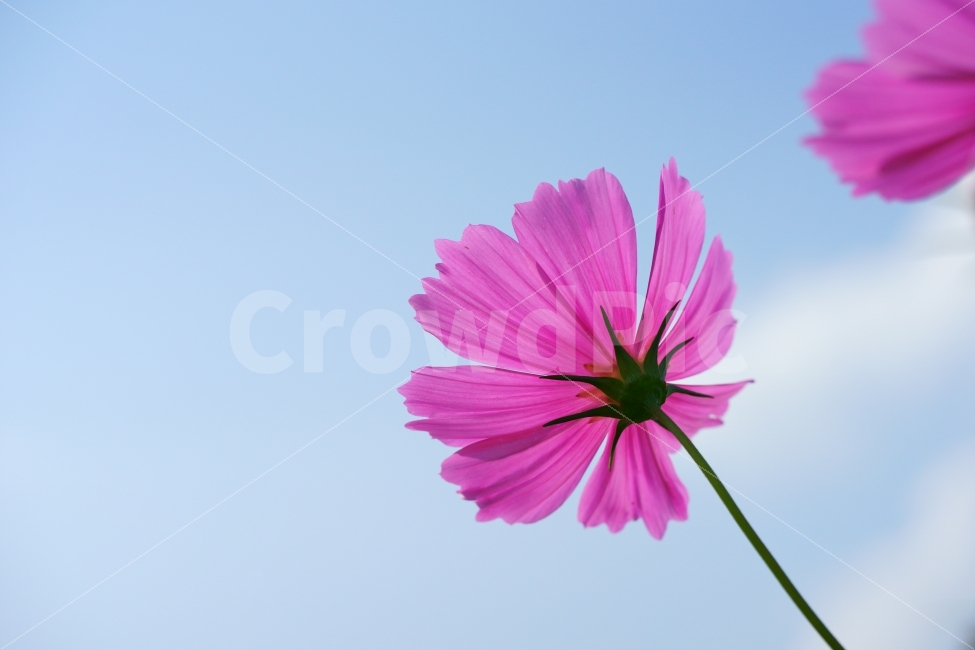 코스모스,가을,감성,꽃,파란하늘,fall,sensitive,flower,sky,가을,계절,fall,autumn,season,식물,자연,plants,nature,꽃,flower,감성,sensible,feeling,색깔,색상,색채,색감,color sense,color sensitivity,feeling of color,plant,blossom,daisy,데이지,daisies