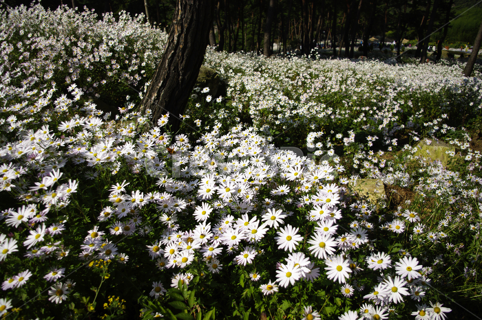 나무,숲,구절초,꽃,식물,flower,plant,blossom,daisies,데이지,daisy