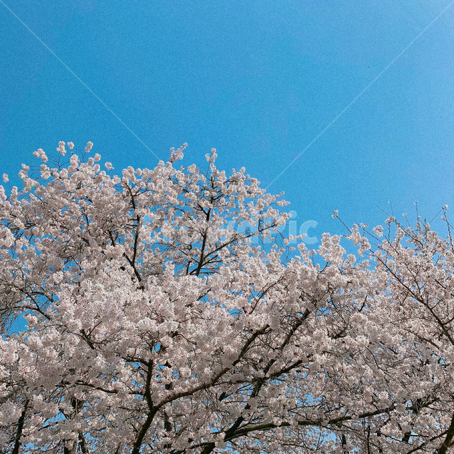 벚꽃,꽃,봄,하늘,화사
