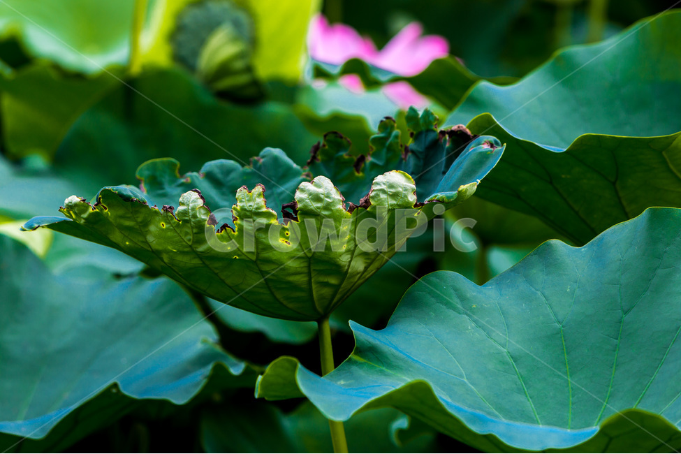 연잎,문양,무늬,습지,자연,식물,자연,plants,nature
