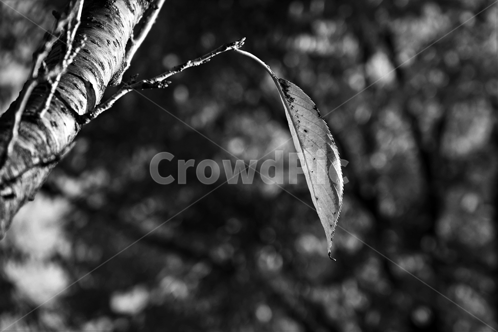 흑백,가을,외로움,마지막,나뭇잎,그림자,autumn,fall,leaf,monotone,bw,loneliness,solitary,모노톤,흑백사진,식물,자연,plants,nature,흑백,모노톤,monochrome,black and white