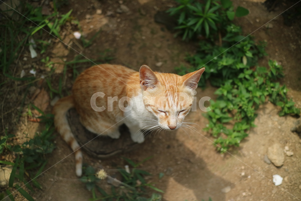 고양이,cat,포유류,mammal,animal,동물,pet,애완동물,동물,animal,포유류,mammal,고양이,cat,kitten,kitty