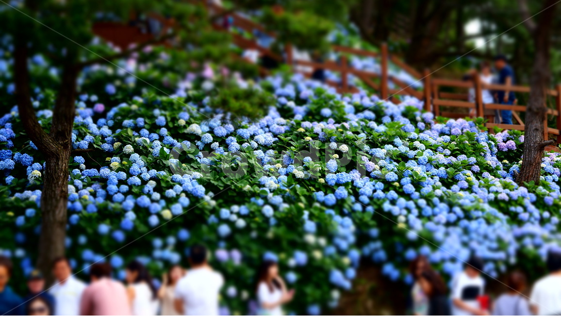 수국,꽃,꽃사진,식물,수국꽃,식물,자연,plants,nature,꽃,flower