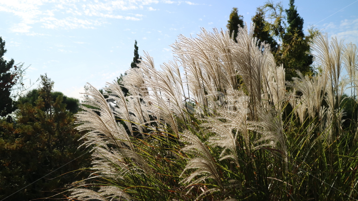 grass,plant,식물,lawn,잔디,갈대,reed,식물,자연,plants,nature