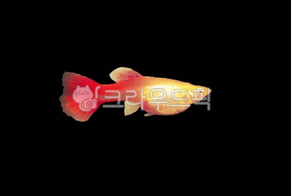 Red,alful red,goofy,Albino full red,ornamental fish